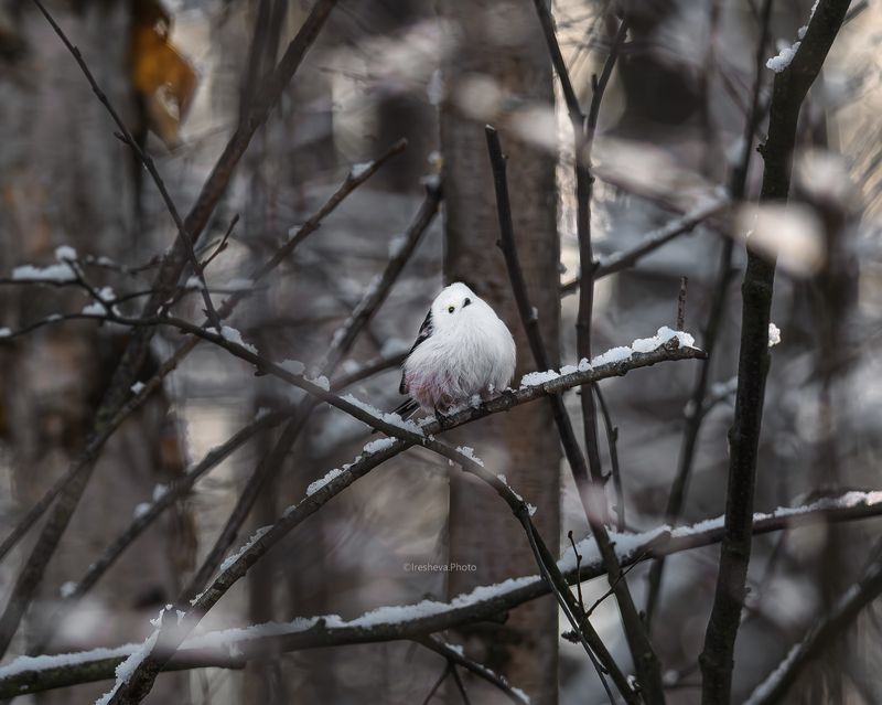 Ополовник Синица В мечтахphoto preview