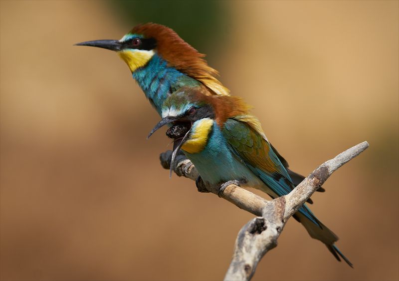 Что ж мы вчера ели?!photo preview