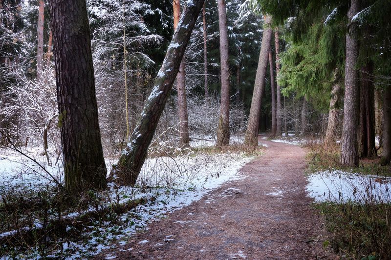 лес, деревья, листва, снег Первый снег в лесуphoto preview
