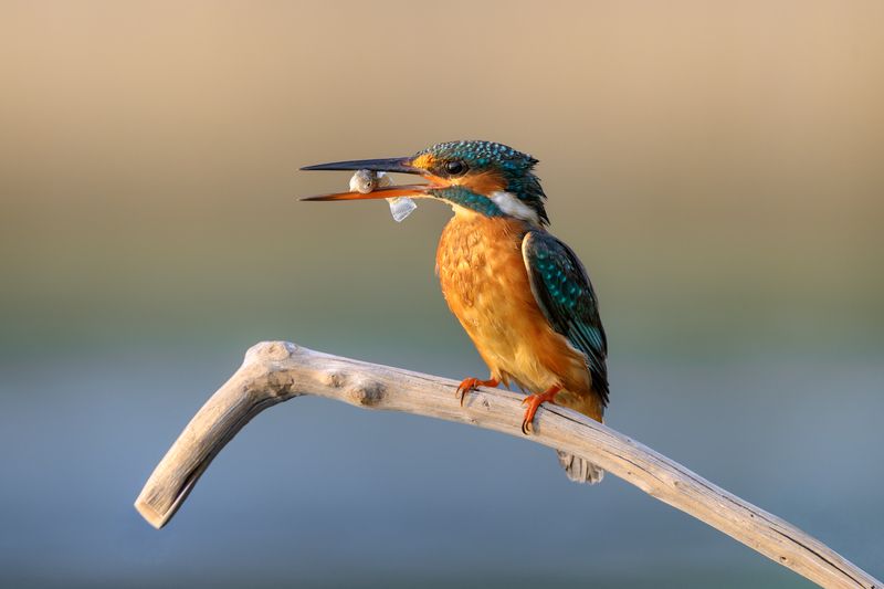 птица, фотоохота, зимородок, природа, фауна Зимородокphoto preview