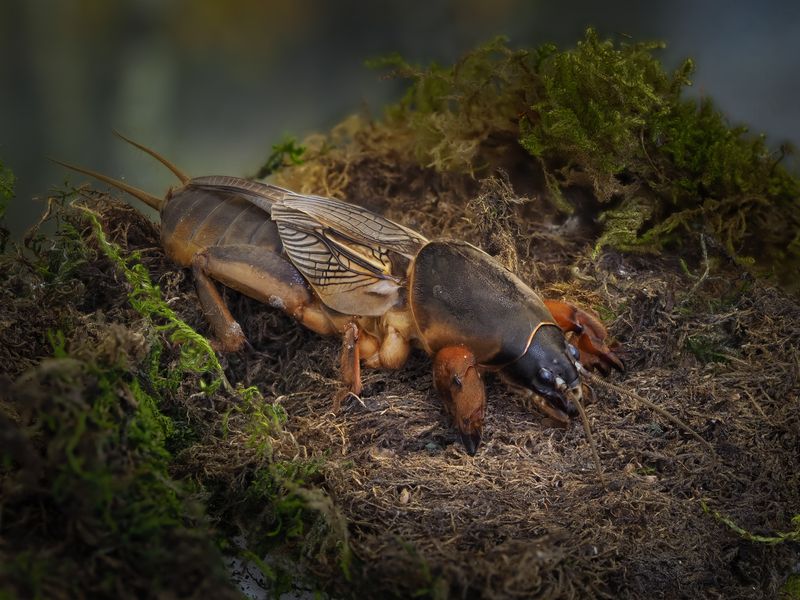 Медведка.photo preview