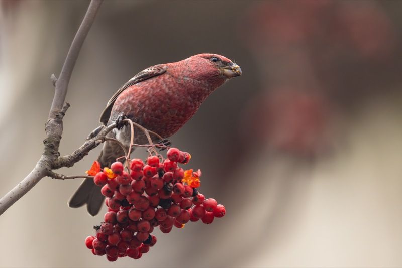 щур, рябина, птицы Вечерний щур фото превью
