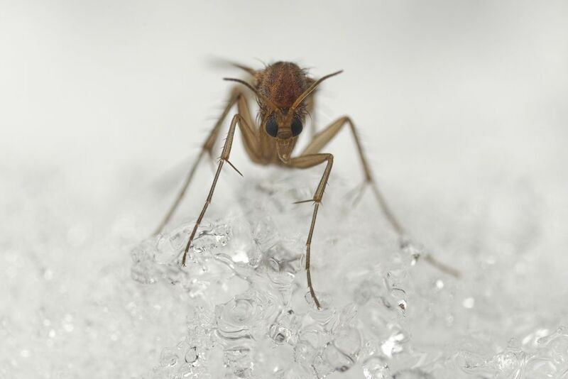 Fungus gnat on the snowphoto preview