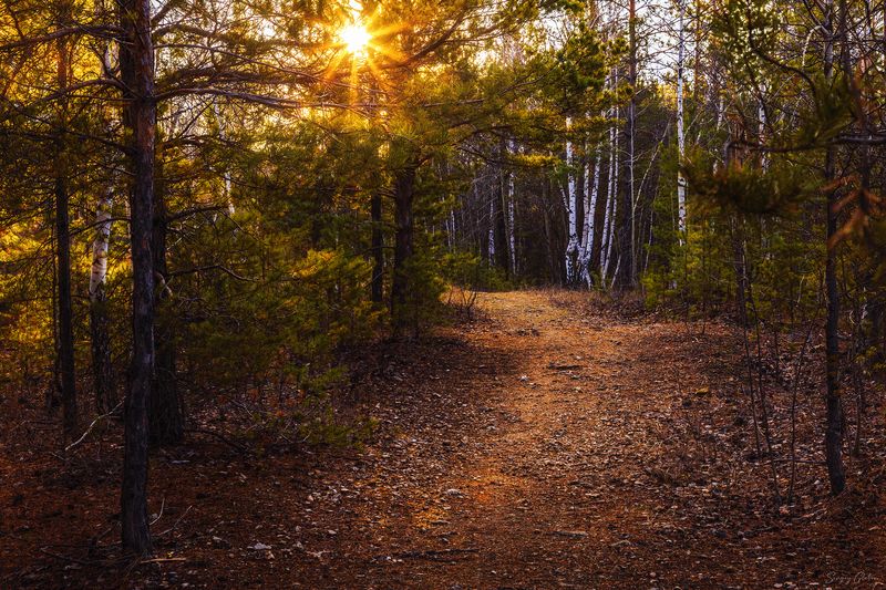 Утро в осеннем лесуphoto preview