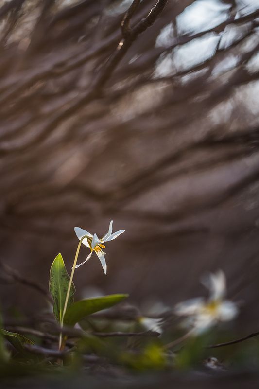 Кандыкphoto preview