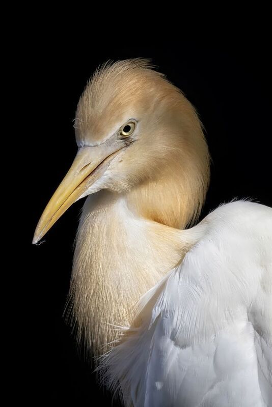 птицы, цапля Египетская силаphoto preview