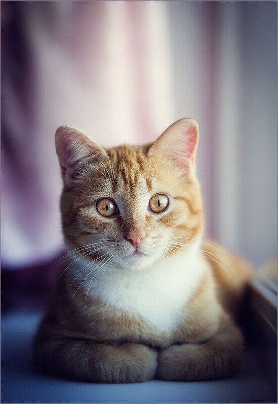 #кот #sony #портрет Рыжийphoto preview