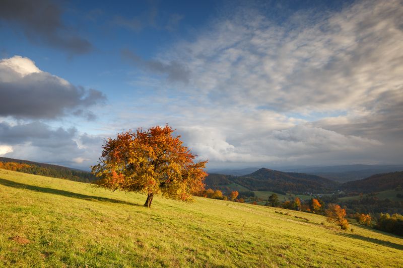 A Lone Tree in Autumn Colors фото превью