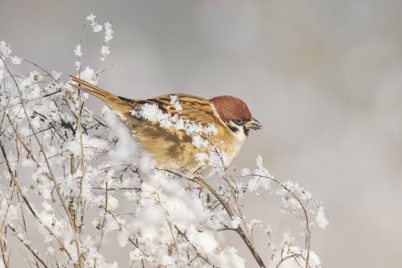 полевой воробей, tree sparrow, Passer montanus, птица, дикая природа, sparrow, птицы России, birdwatching, nature, wildlife photography, close-up bird Полевой воробей photo preview