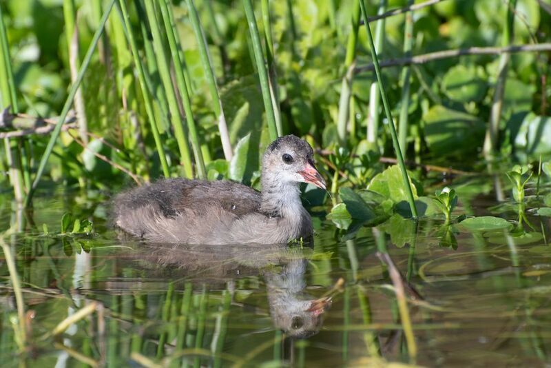 *Птенец камышницыphoto preview