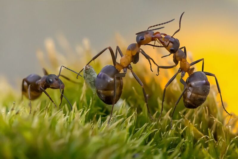 Опять целуются!photo preview