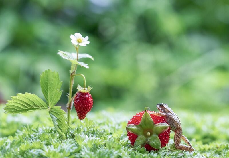 лягушонок, ягода, земляника Одну ягодку беру, на вторую смотрю...photo preview