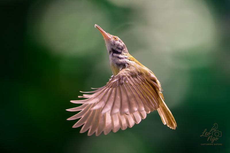 A Common Tailorbird under the morning sunlight. фото превью