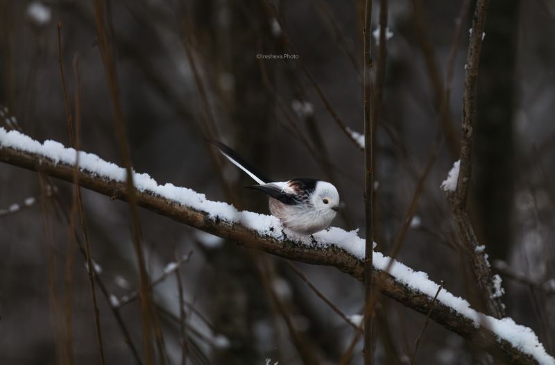 Ополовник Синица Ополовничекphoto preview
