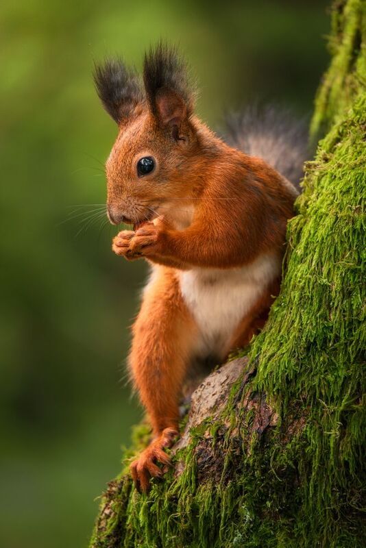 сочи, природа, животные, красная поляна Приятного аппетита! фото превью