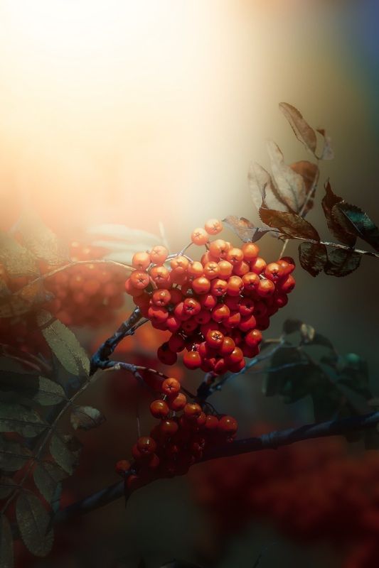 макоо, macro, рябина Рябинаphoto preview