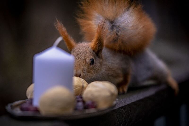 1й адвент 2025 г. 1й адвент 2025 г. фото превью