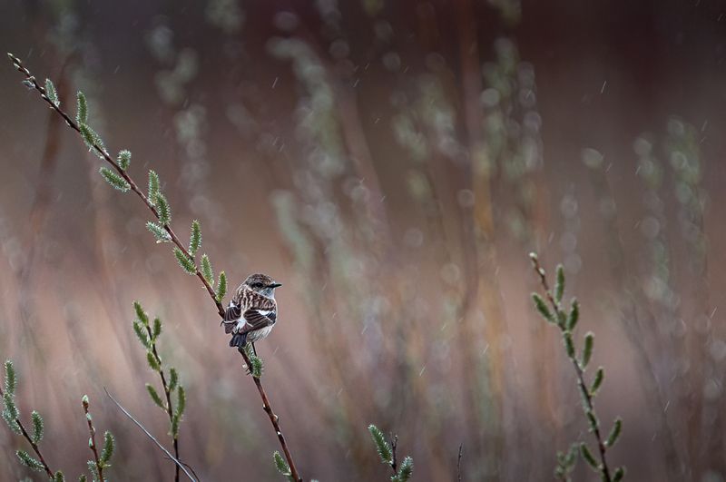 чекан, дождь, птица, весна чекан под весенним дождем фото превью