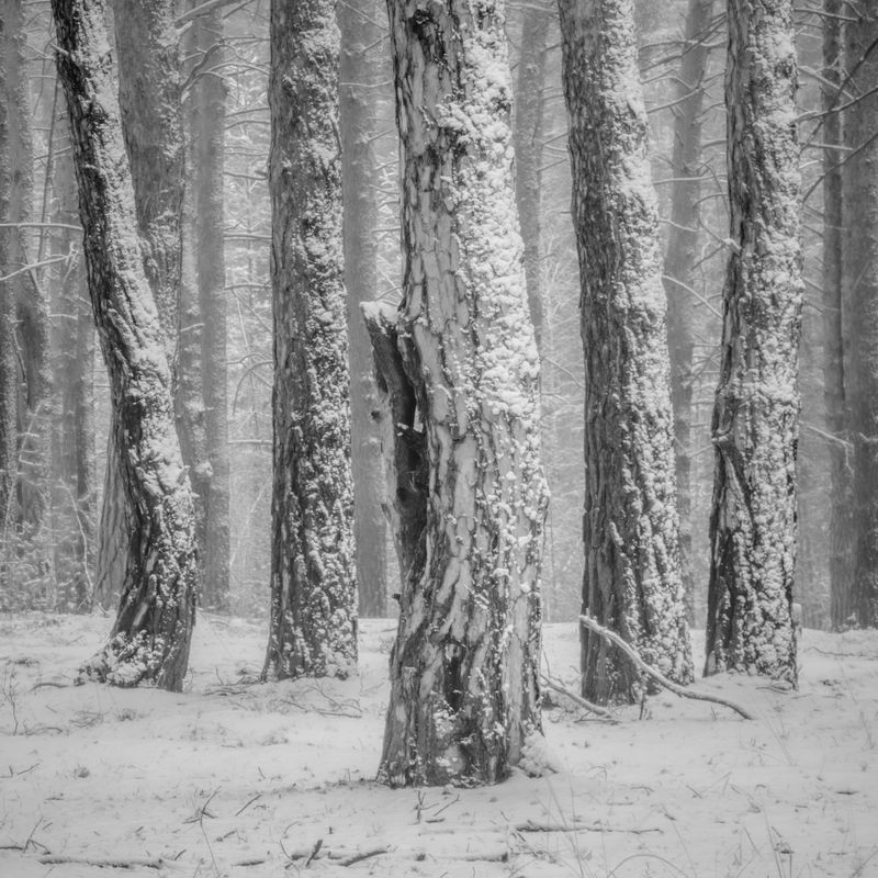 monochrome, природа, пейзаж, зауралье, лес, зима, туман, снег, черно-белый пейзаж Ритмphoto preview