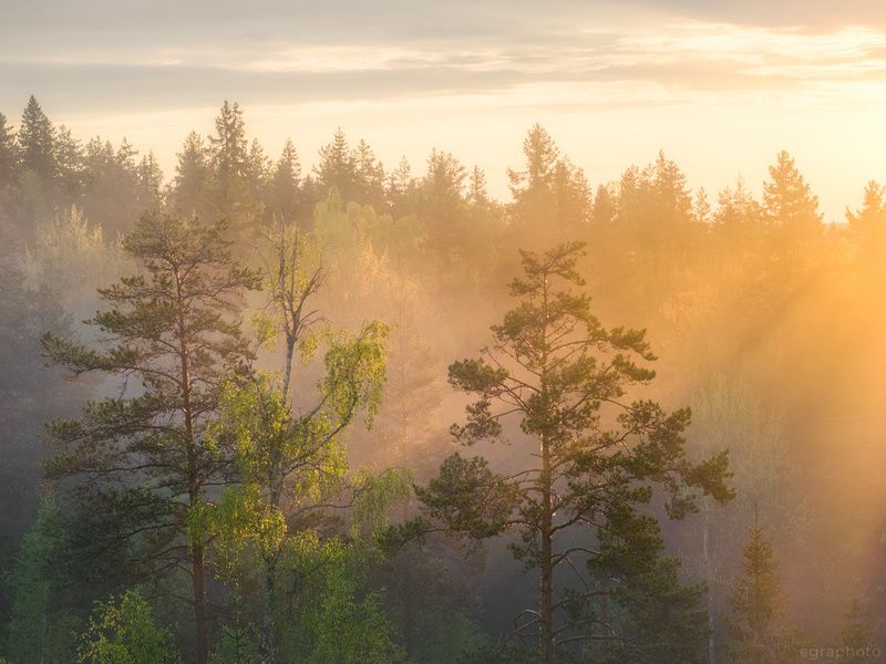 ленинградская область, россия, туман, хийси, russia, fog, mist, leningrad region, карельский перешеек Весенние туманы Выборгских лесовphoto preview