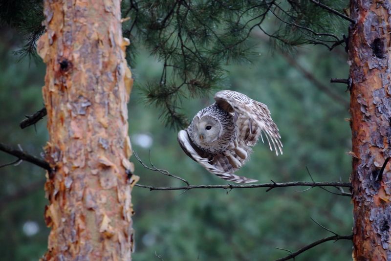 природа животный мир, фауна, прирожа россии, самарская область, анималистика, фотоохота, птицы, сова, неясыть, уральская неясыть На маневрахphoto preview