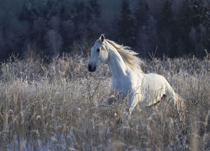 лошадь,рысак , зима, снег ,красота, поле, природа, horse,winter, photosession, beautiful, field, nature Белоснежный красавецphoto preview