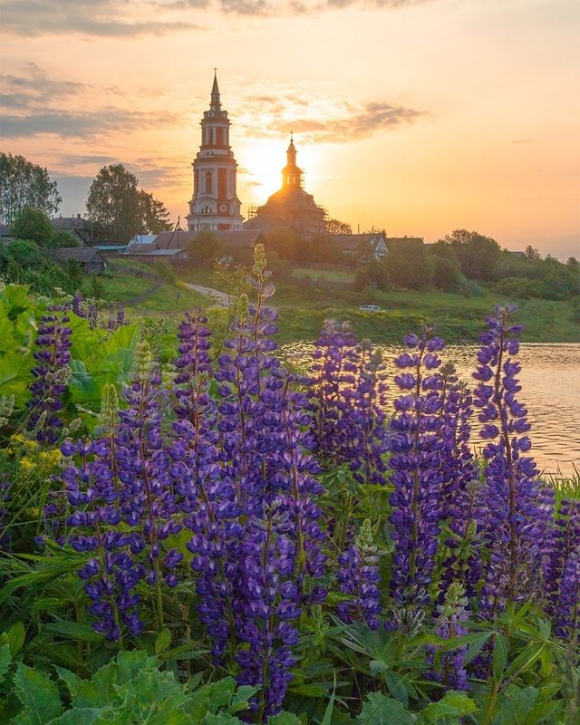 Утро с люпинамиphoto preview