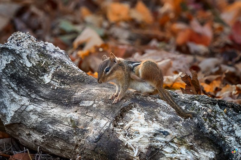 Eastern Chipmunkphoto preview