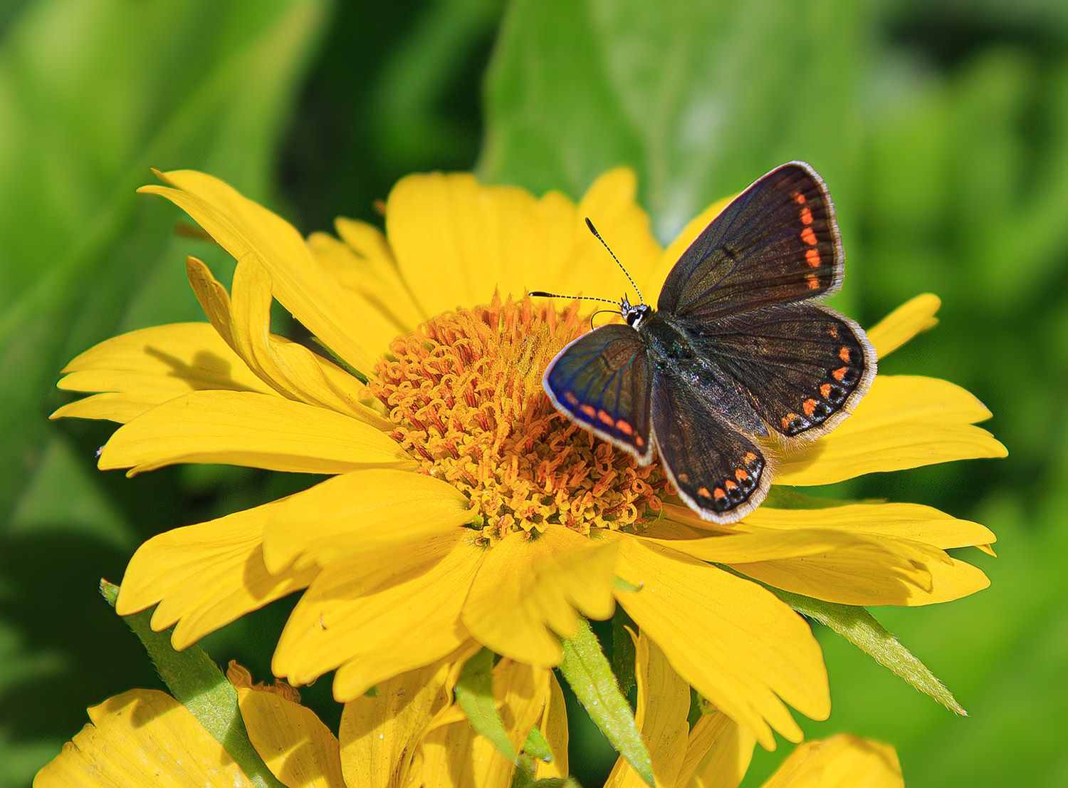 насекомые, бабочка, голубянка, осень, сентябрь Голубянкаphoto preview