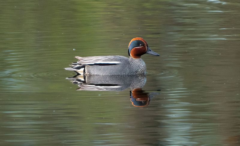 Чирок-свистунок фото превью
