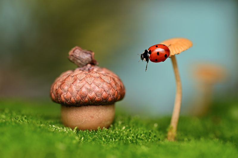 ceclii, macro photo preview