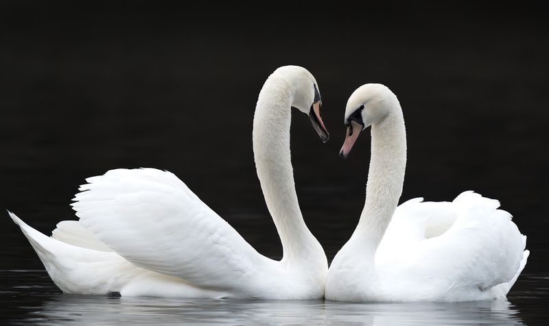 Птицы, Лебеди Любовьphoto preview