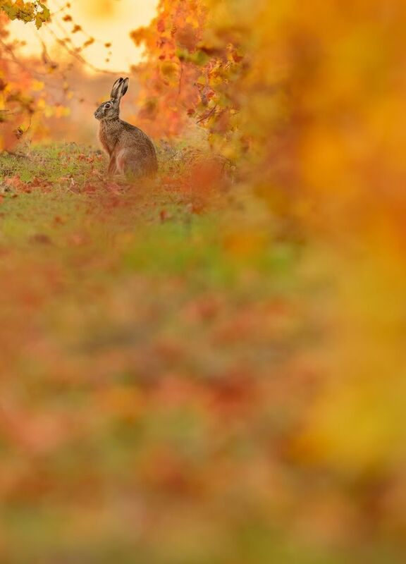 Autum\\\'s color фото превью