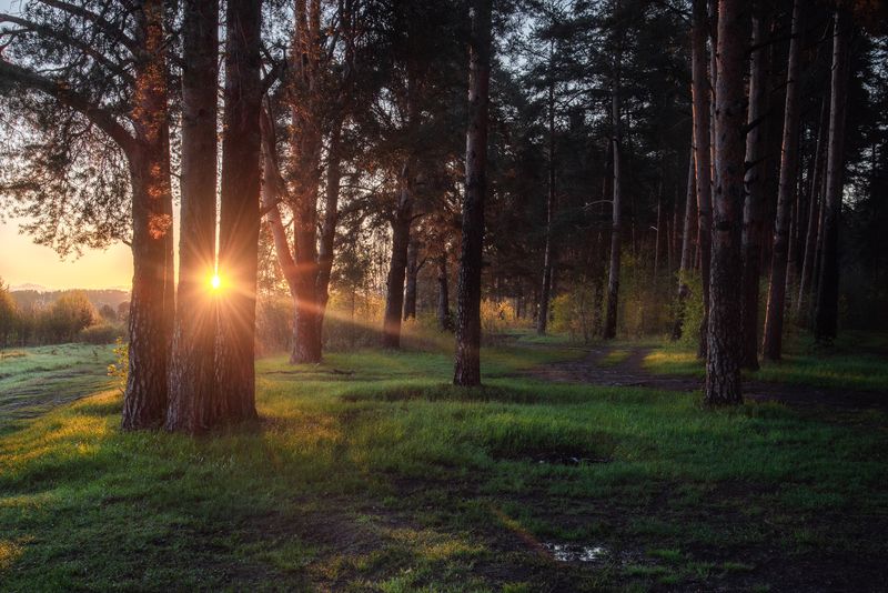 Утренний лесphoto preview