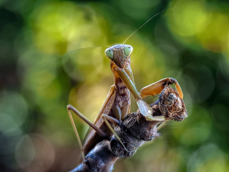 Мыслитель.photo preview