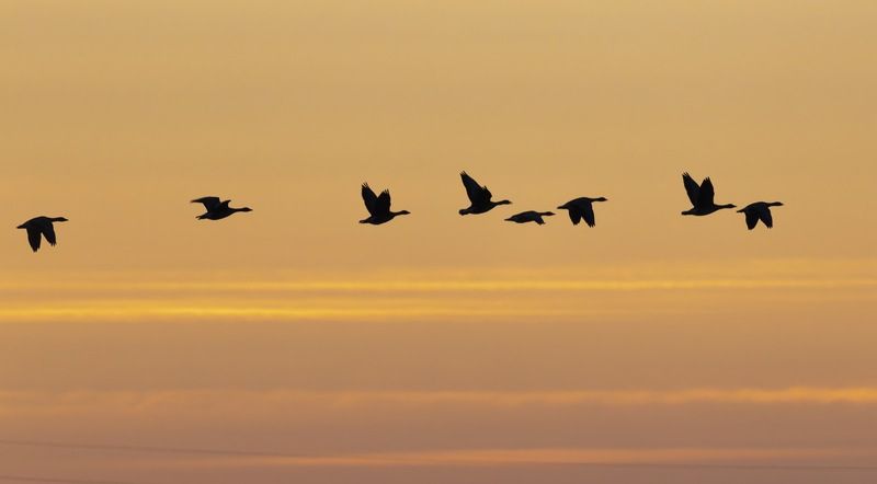 гусь, гуси, силуэт, птицы, закат Гусиный полетphoto preview