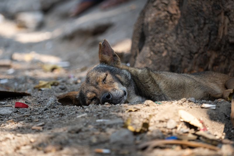 Собачуни. Индия 2025.photo preview