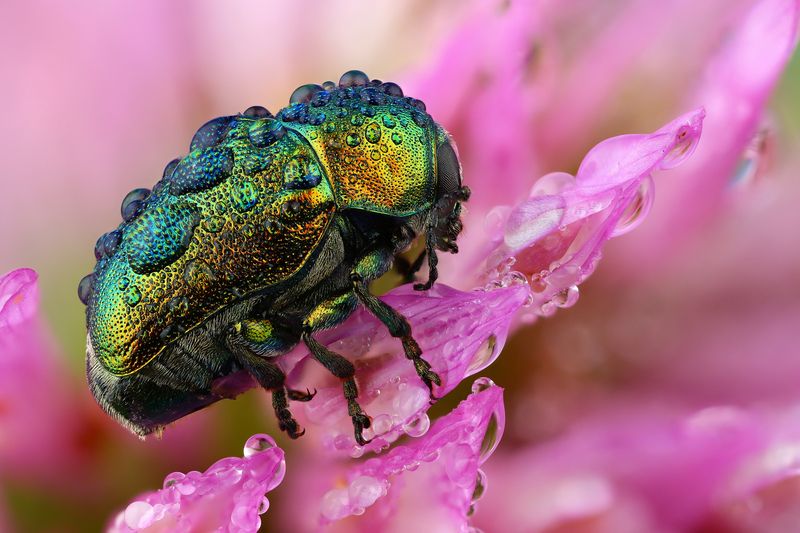 макро, природа, животное, растение, цвет, фото, розовый, жук, цветок Капелькиphoto preview