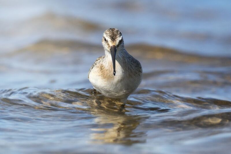 краснозобик, Curlew sandpiper, Calidris ferruginea, птица, дикая природа, shorebird, птицы России, birdwatching, nature, wildlife photography, close-up bird Краснозобик photo preview