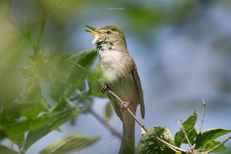 садовая камышевка , птица Садовая камышевкаphoto preview