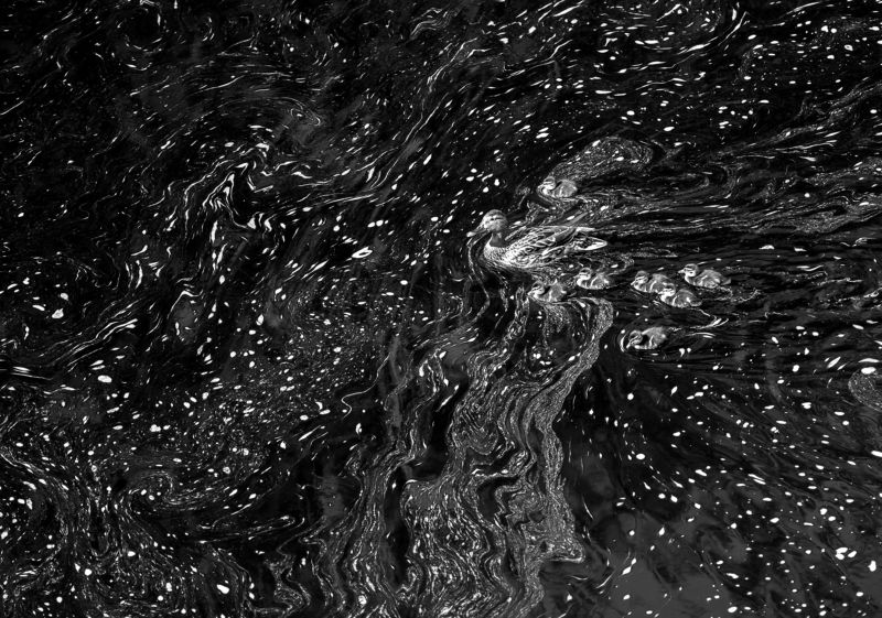 Город, Петрозаводск, Птицы, Утки Детство городскоеphoto preview