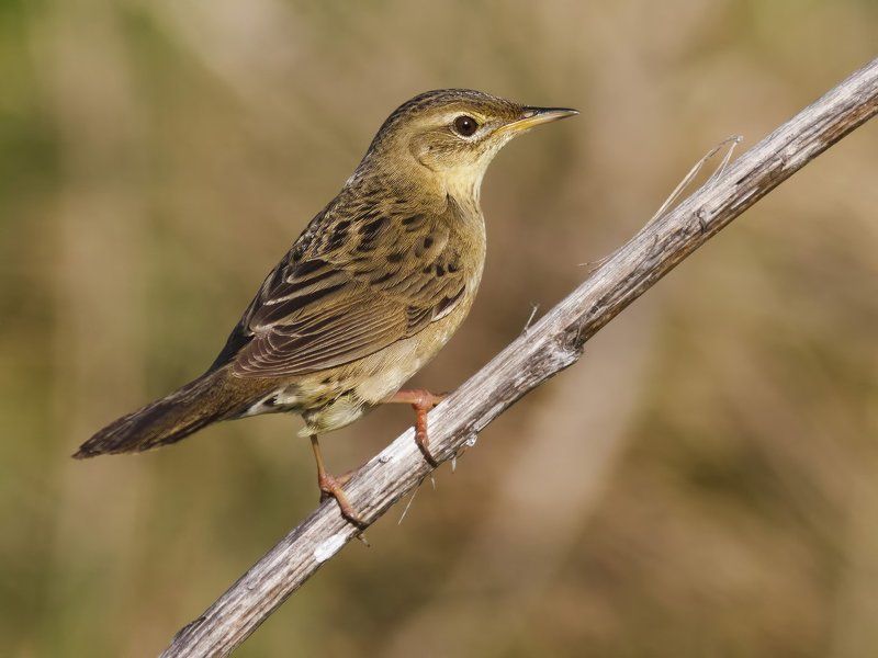 Камышевка Grasshopper-warbler.photo preview