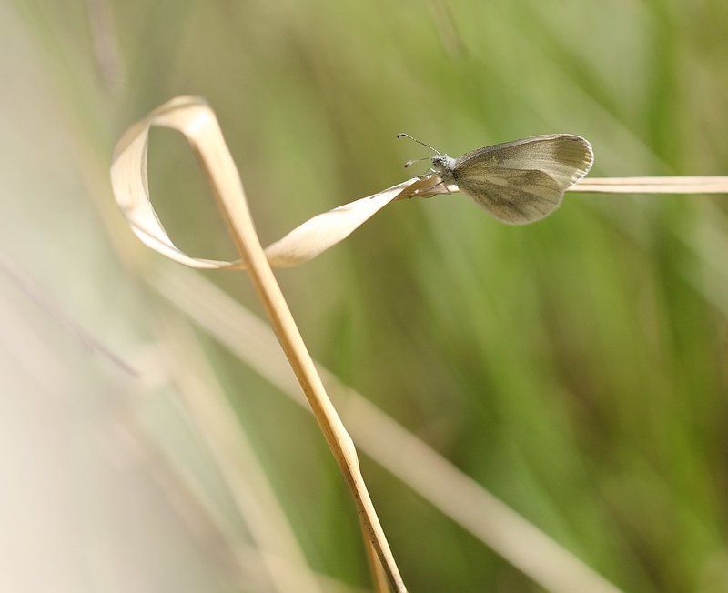 Белянкаphoto preview