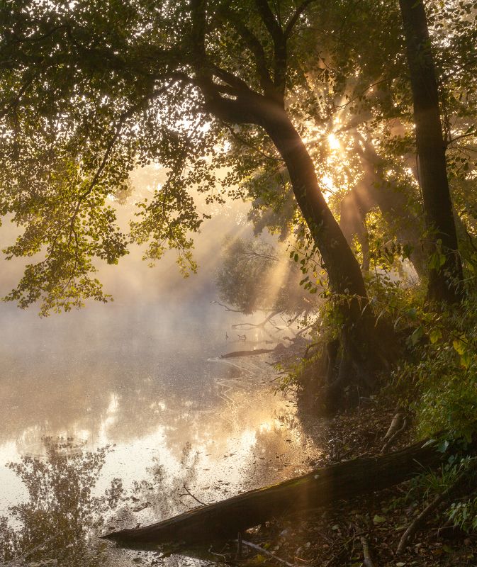 туман озеро лес дерево Туманный рассветphoto preview