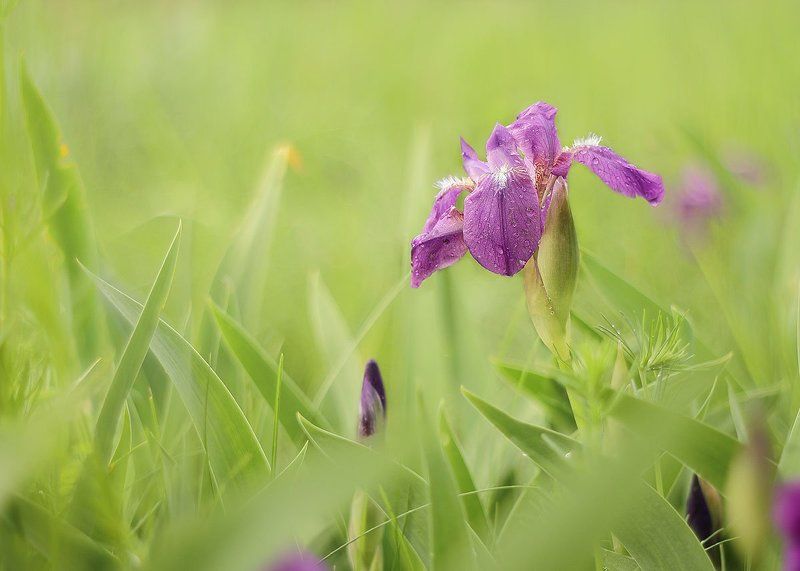 ирис, сибирский Сокровище майских луговphoto preview