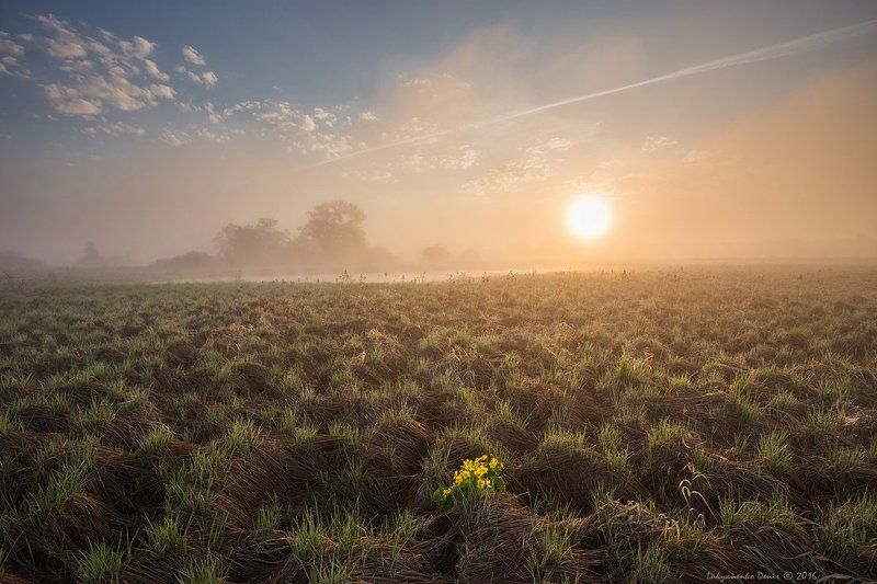 2016, россия, калужская область, весна, деревья, небо, облака, солнце, трава, туман, утро, цветы ***photo preview