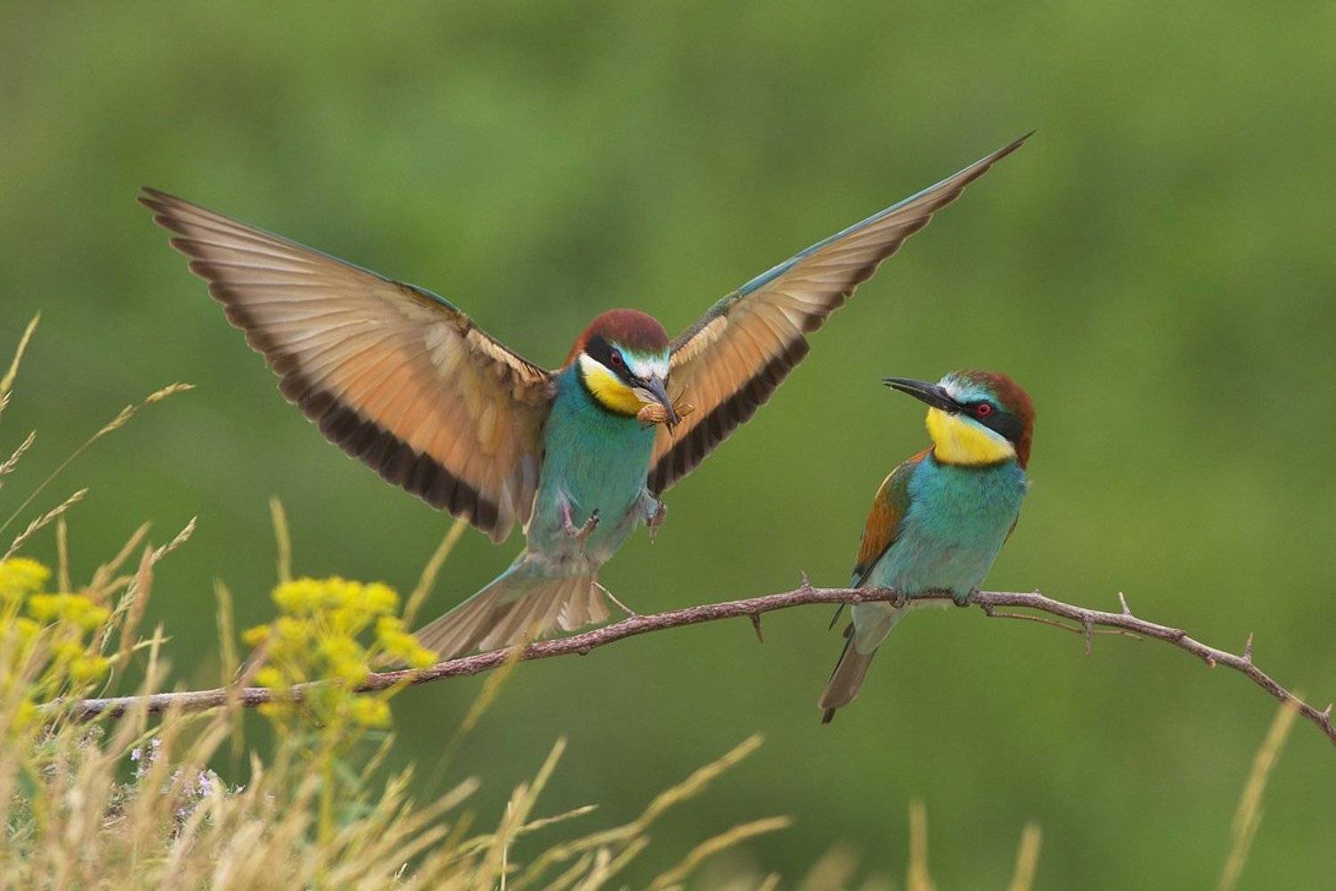 щурка, пчелояд, Евгени Стефанов