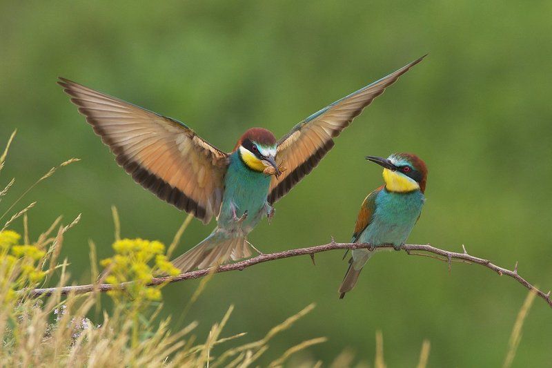 щурка, пчелояд Щуркиphoto preview