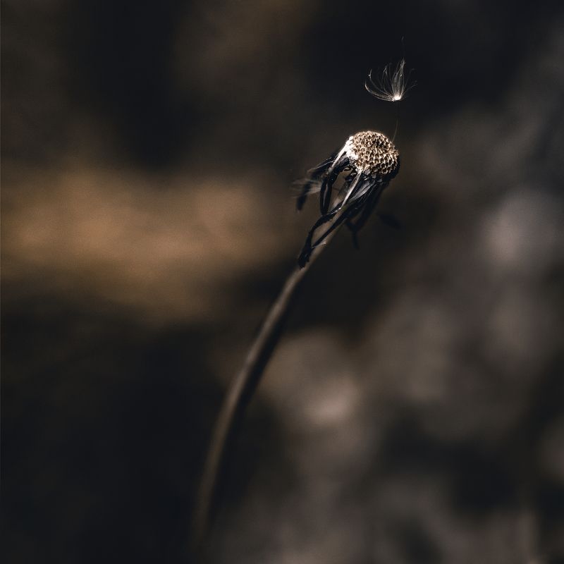 ...dramatic naturephoto preview