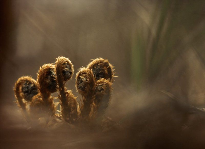 Динозаврикиphoto preview